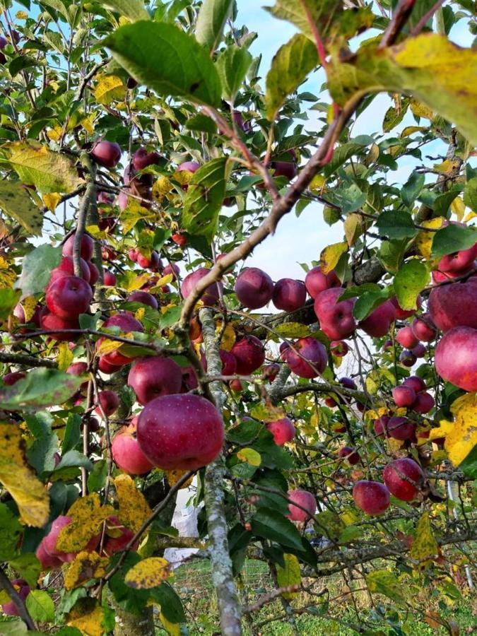 Schoenauerhof- Urlaub Im Gruenen Aber Doch In Der Stadt Pasawa Zewnętrze zdjęcie